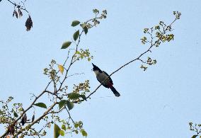 Birds In India