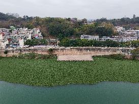 Water Hyacinth Appears on The Yongjiang River in Nanning