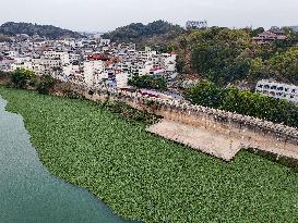 Water Hyacinth Appears on The Yongjiang River in Nanning