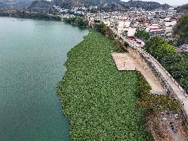 Water Hyacinth Appears on The Yongjiang River in Nanning