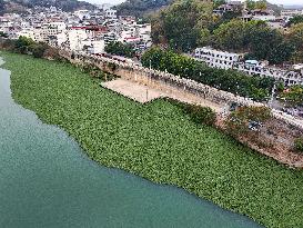 Water Hyacinth Appears on The Yongjiang River in Nanning