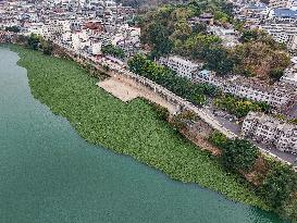Water Hyacinth Appears on The Yongjiang River in Nanning
