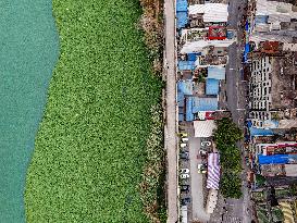 Water Hyacinth Appears on The Yongjiang River in Nanning