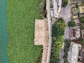 Water Hyacinth Appears on The Yongjiang River in Nanning