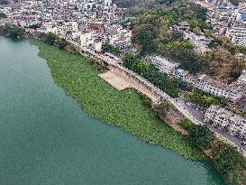 Water Hyacinth Appears on The Yongjiang River in Nanning