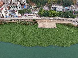Water Hyacinth Appears on The Yongjiang River in Nanning