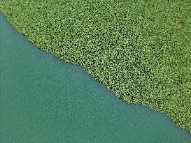 Water Hyacinth Appears on The Yongjiang River in Nanning