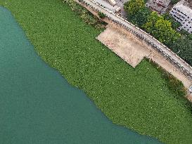 Water Hyacinth Appears on The Yongjiang River in Nanning