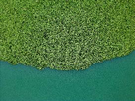 Water Hyacinth Appears on The Yongjiang River in Nanning