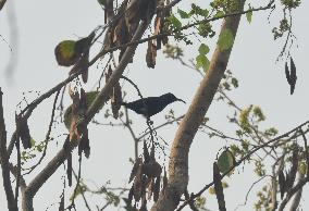 Birds In India