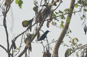 Birds In India