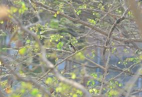 Birds In India