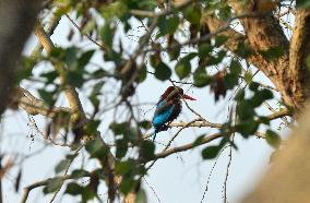 Birds In India