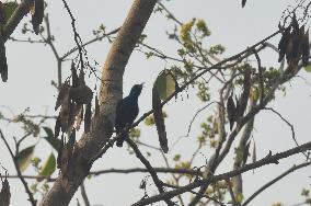 Birds In India