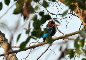 Birds In India