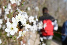 Shrub With White Flowers Of The Rosaceae Family In Lyon On Wednesday March 05, 2025.