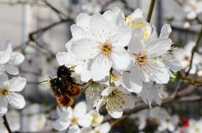 Shrub With White Flowers Of The Rosaceae Family In Lyon On Wednesday March 05, 2025.