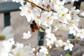 Shrub With White Flowers Of The Rosaceae Family In Lyon On Wednesday March 05, 2025.