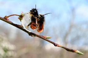 Shrub With White Flowers Of The Rosaceae Family In Lyon On Wednesday March 05, 2025.