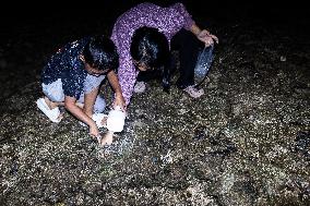 The Sasak People Gather To Catch Sea Worms Or Bau Nyale In Lombok, Indonesia.