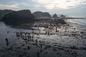 The Sasak People Gather To Catch Sea Worms Or Bau Nyale In Lombok, Indonesia.