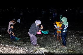 The Sasak People Gather To Catch Sea Worms Or Bau Nyale In Lombok, Indonesia.