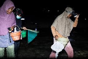 The Sasak People Gather To Catch Sea Worms Or Bau Nyale In Lombok, Indonesia.