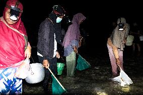 The Sasak People Gather To Catch Sea Worms Or Bau Nyale In Lombok, Indonesia.