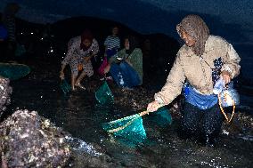 The Sasak People Gather To Catch Sea Worms Or Bau Nyale In Lombok, Indonesia.