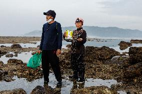 The Sasak People Gather To Catch Sea Worms Or Bau Nyale In Lombok, Indonesia.