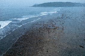 The Sasak People Gather To Catch Sea Worms Or Bau Nyale In Lombok, Indonesia.