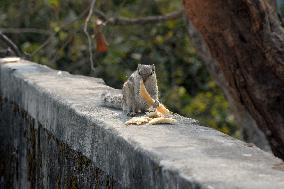 India Squirrel