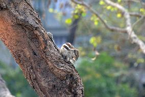 India Squirrel