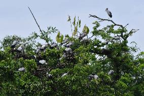 India Wildlife