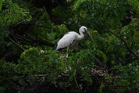 India Wildlife