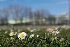 Spring In Cologne