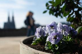 Spring In Cologne