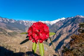 Mountain Langtang Range  In Rasuwa Nepal