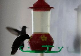Catia Lattouf, Hummingbird Rescuer In Mexico And Her Role On The Eve Of International Women's Day