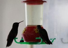 Catia Lattouf, Hummingbird Rescuer In Mexico And Her Role On The Eve Of International Women's Day