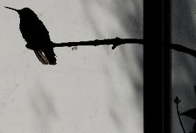 Catia Lattouf, Hummingbird Rescuer In Mexico And Her Role On The Eve Of International Women's Day