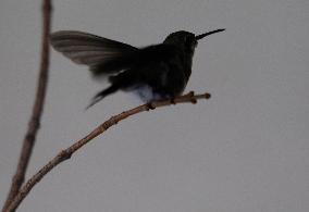 Catia Lattouf, Hummingbird Rescuer In Mexico And Her Role On The Eve Of International Women's Day
