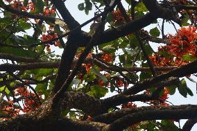 India  Palash Flower Tree