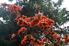 India  Palash Flower Tree