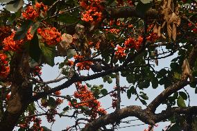 India  Palash Flower Tree