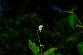 Zebra Blue Butterfly - Leptotes Plinius - Animal India