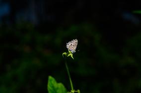 Zebra Blue Butterfly - Leptotes Plinius - Animal India