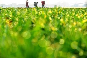 Spring Ploughing in Zaozhuang