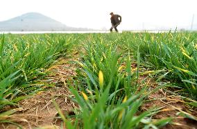 Spring Ploughing in Zaozhuang