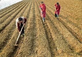 Spring Ploughing in Zaozhuang